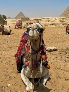 Camel in Egypt